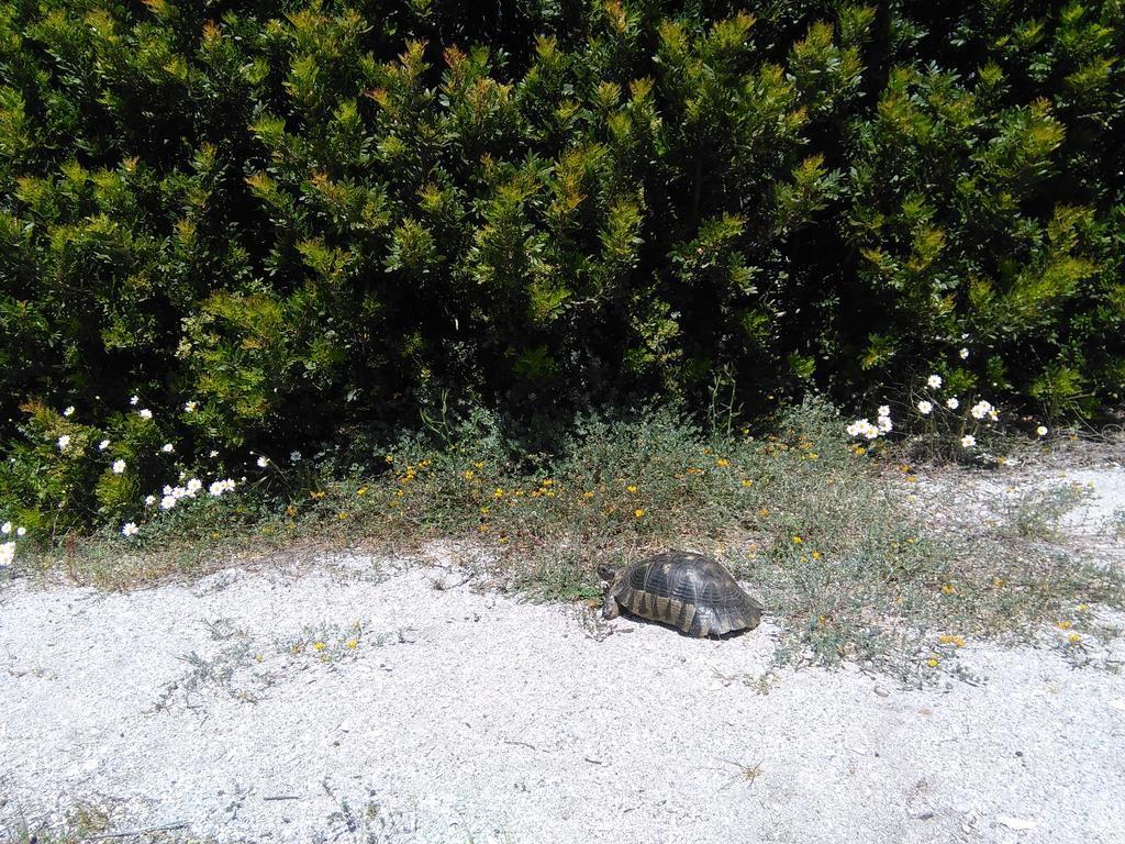 Casa Marina Maria Daire Murta Maria Dış mekan fotoğraf
